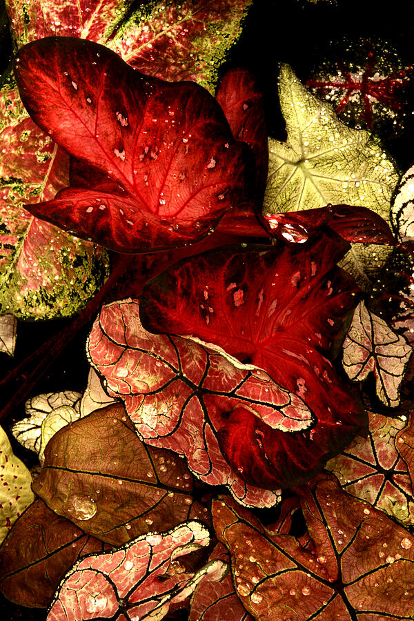 Caladium Leaves Close-up Photograph by Paul W Faust -  Impressions of Light