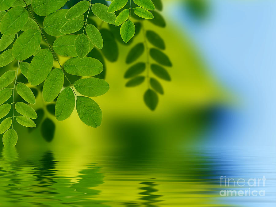 Nature Photograph - Leaves reflecting in water #5 by Aged Pixel