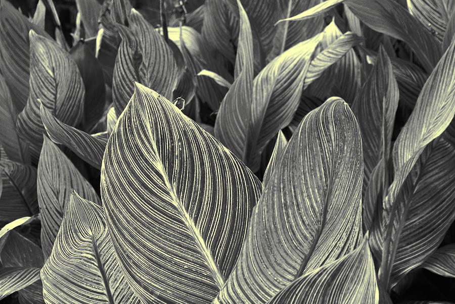 Leaves #1 Photograph by Sumit Mehndiratta
