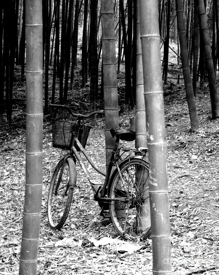 Bamboo Forest Photograph - Left behind #1 by Shawna Gibson