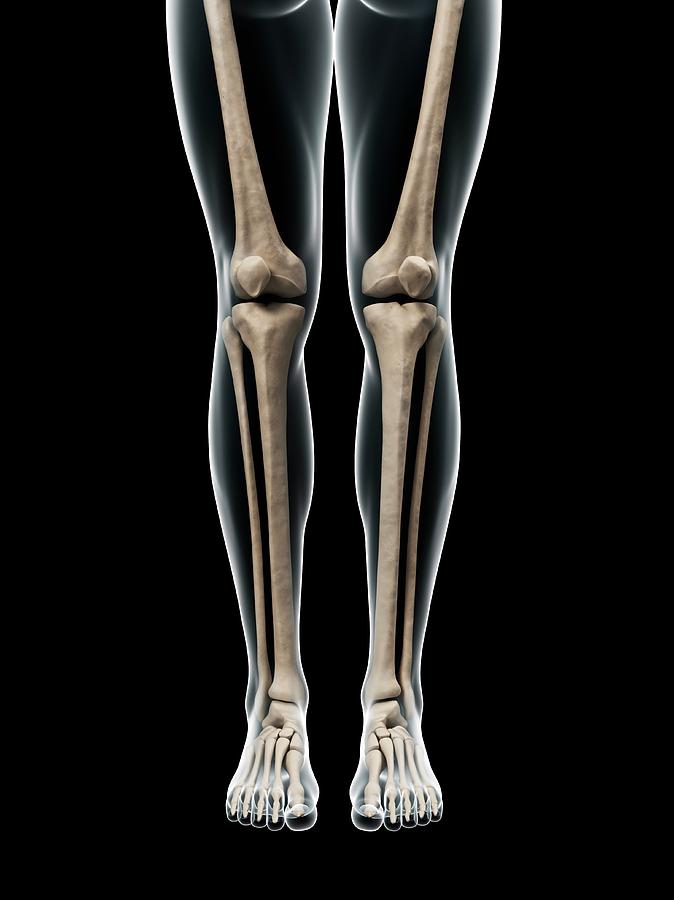 Leg Anatomy Photograph by Sciepro/science Photo Library Pixels Leg Anatomy Photograph by Sciepro/science Photo Library Pixels