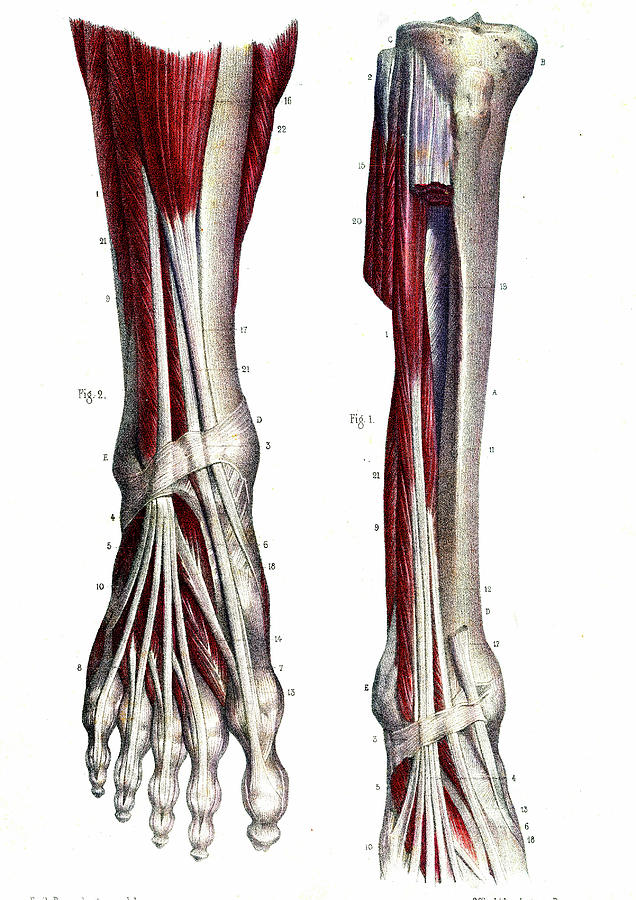 Leg And Foot Muscles Photograph by Collection Abecasis - Fine Art America