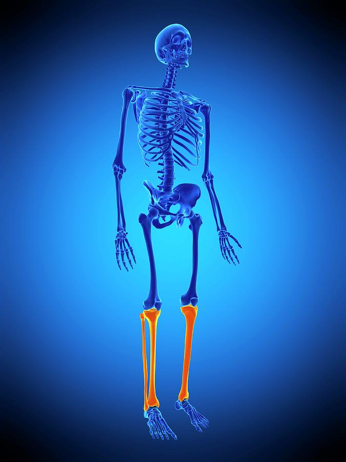 Leg Bones #1 Photograph by Sebastian Kaulitzki/science Photo Library