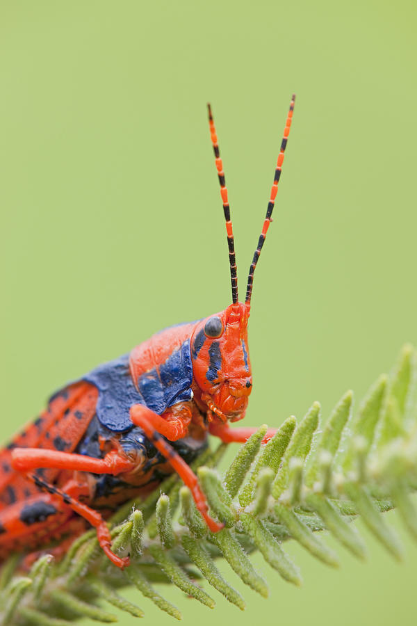 Leichhardts Grasshopper On Pityrodia Photograph by Ingo Arndt Leichhardts Grasshopper On Pityrodia Photograph by Ingo Arndt