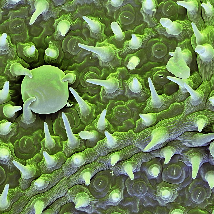 Lemon Balm #1 Photograph by Science Photo Library Lemon Balm #1 Photograph by Science Photo Library