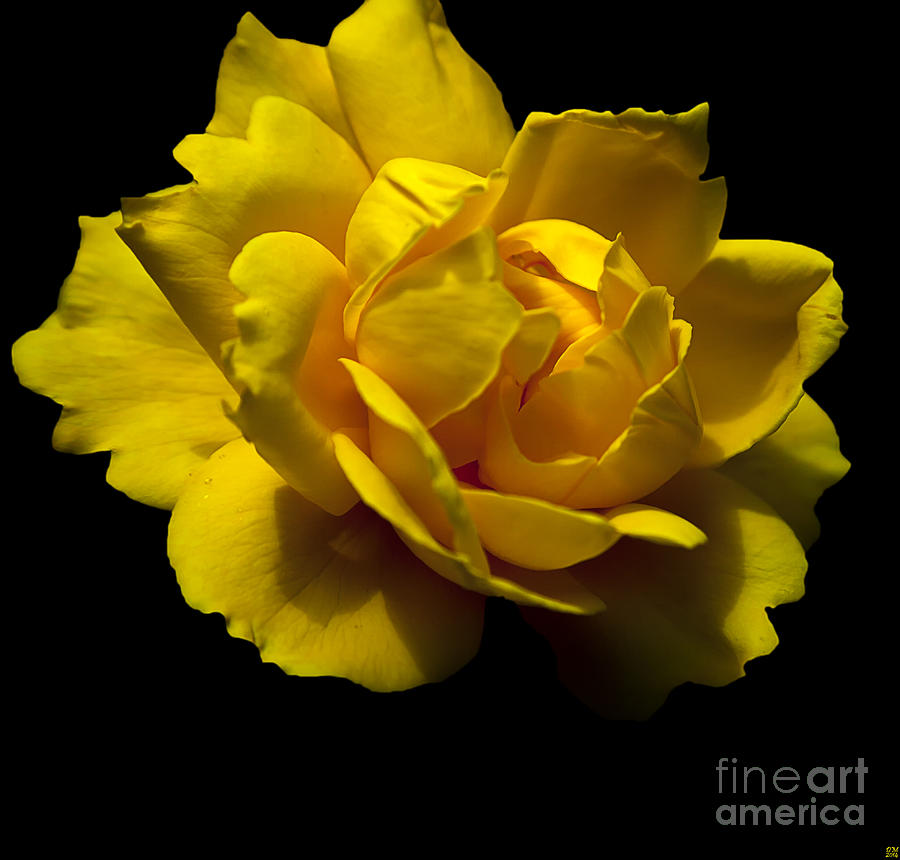 Lemon Rose Photograph by David Millenheft