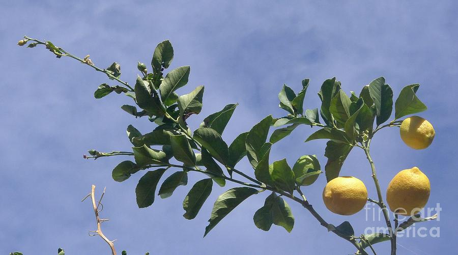 Lemon Tree #2 Photograph by Nora Boghossian