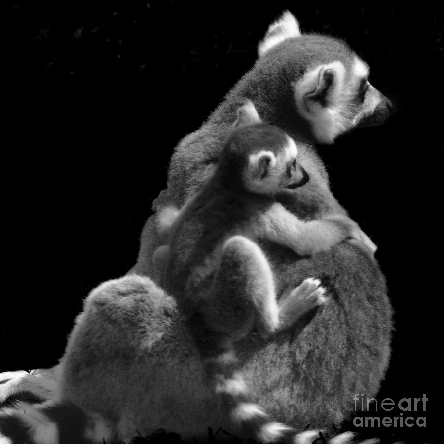 Lemur piggyback  #2 Photograph by Paul Davenport