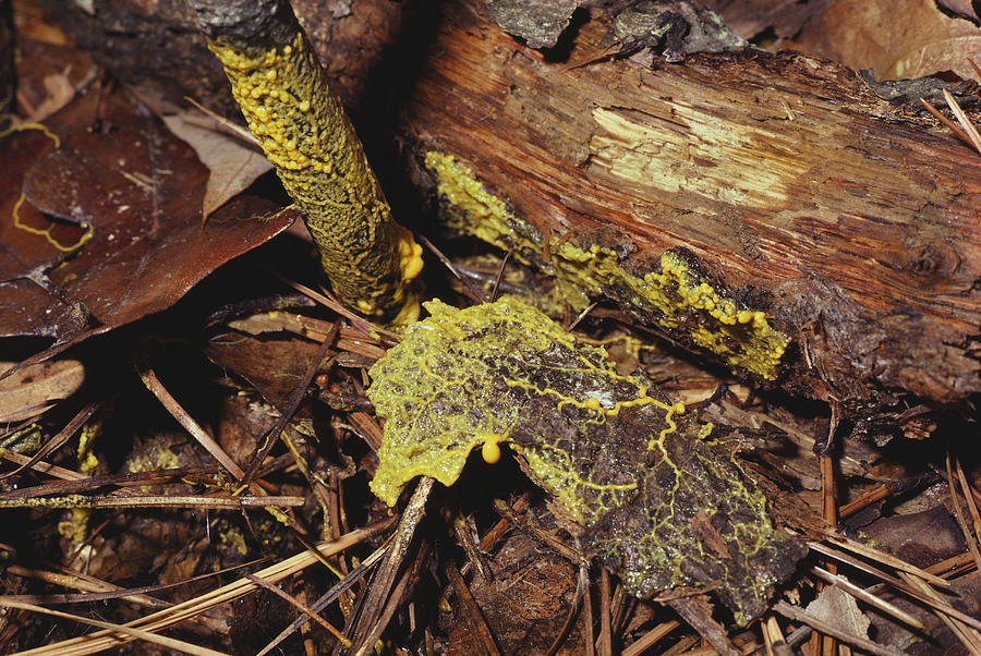 Leocarpus Fragilis Slime Mold #1 Photograph by Ray Simons