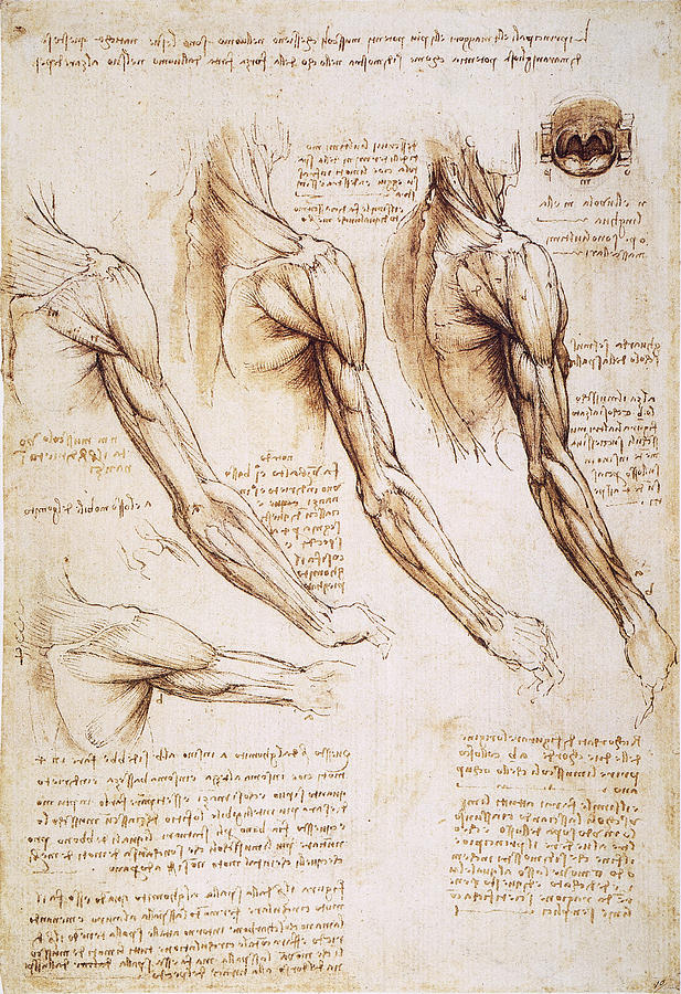 Leonardo: Anatomy, 1510 #1 Photograph by Granger