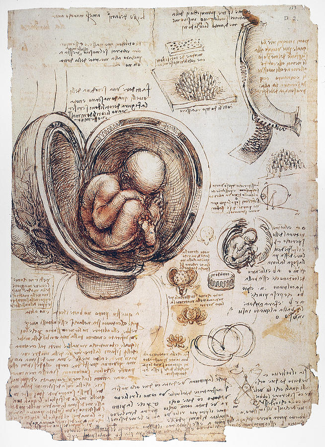 Leonardo: Human Fetus #1 Photograph by Granger