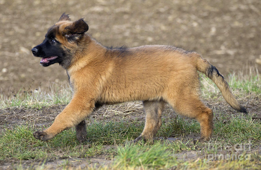 Dog Photograph - Leonberger Puppy #2 by Jean-Michel Labat