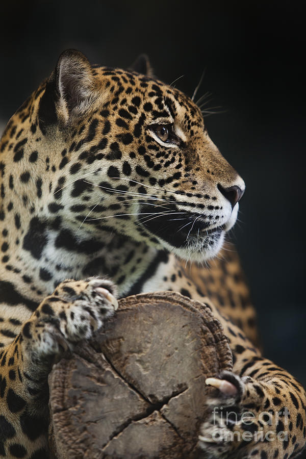 Leopard  #1 Photograph by Anek Suwannaphoom