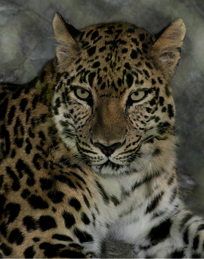 Leopard Photograph - Leopard #1 by Erin Tucker