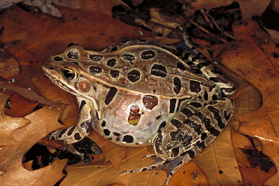 Leopard Frog #1 Photograph by John Mitchell