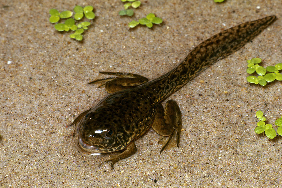 Leopard Frog Tadpole #1 Photograph by Harry Rogers