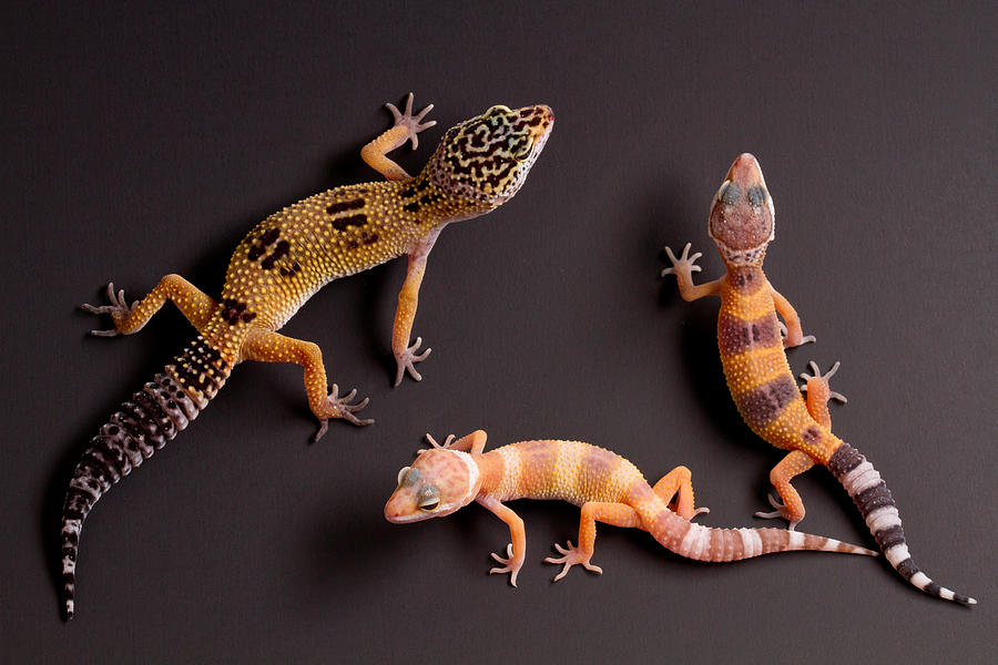 Leopard Gecko E. Macularius Collection #1 Photograph by David Kenny