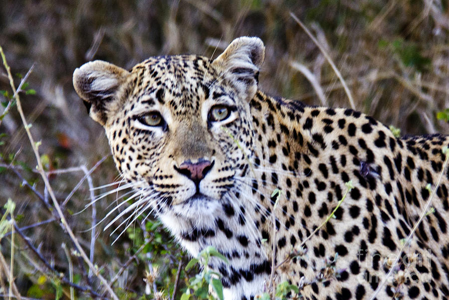 Leopard in the Wild #1 Digital Art by Pravine Chester