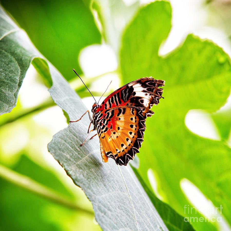 Leopard Lacewing butterfly #1 Photograph by Jane Rix