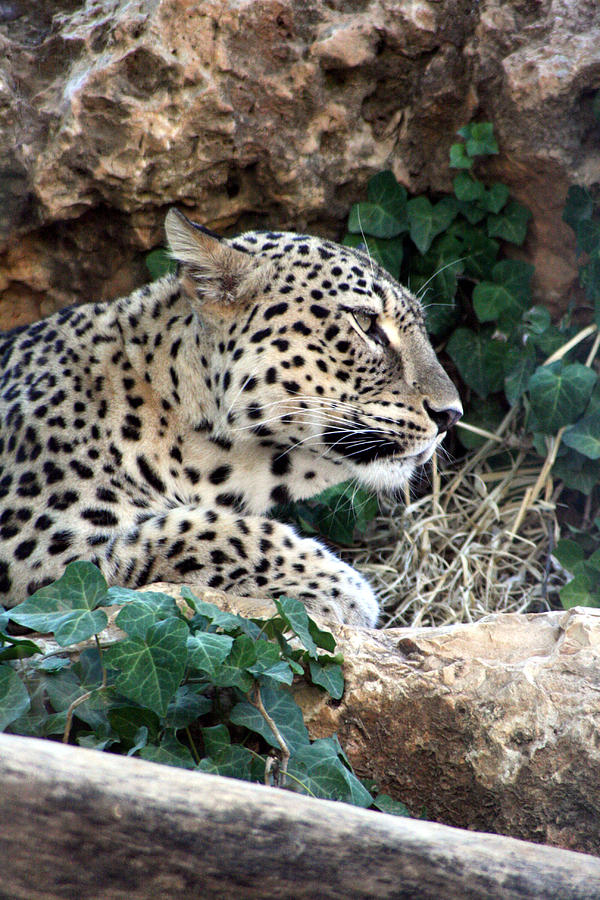 Leopard #1 Photograph by Doc Braham