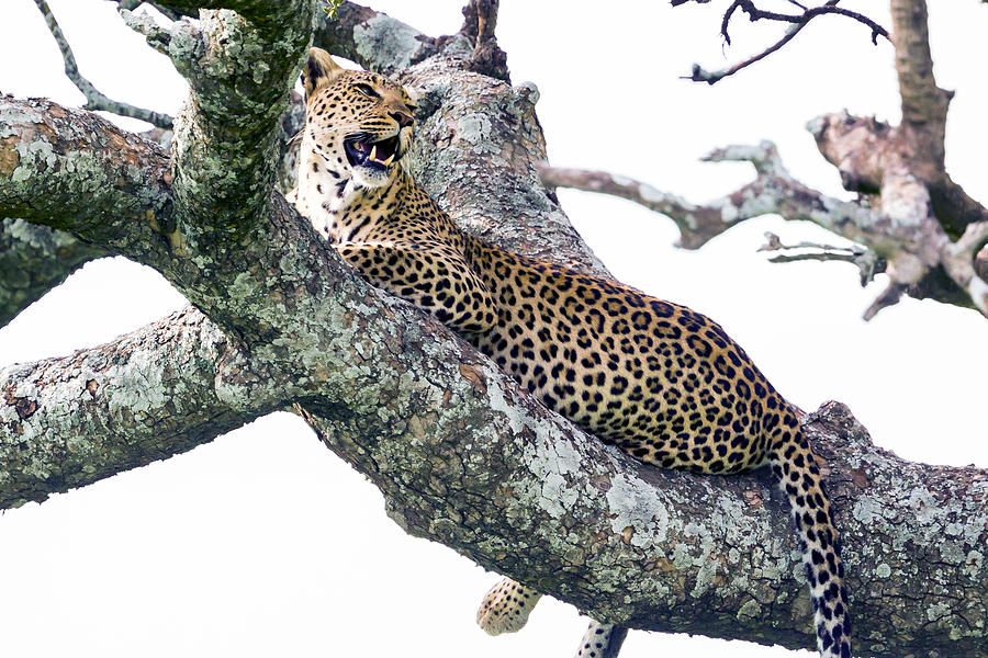 Leopard on the tree #1 Photograph by 1001slide