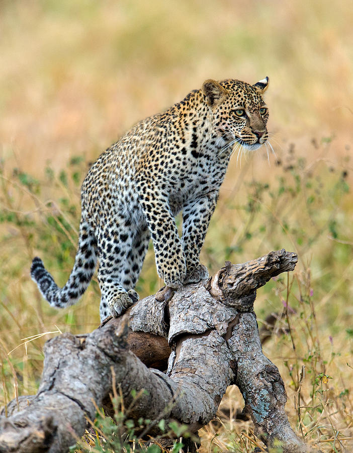 Color Image Photograph - Leopard Panthera Pardus Climbing by Panoramic Images Color Image Photograph - Leopard Panthera Pardus Climbing by Panoramic Images
