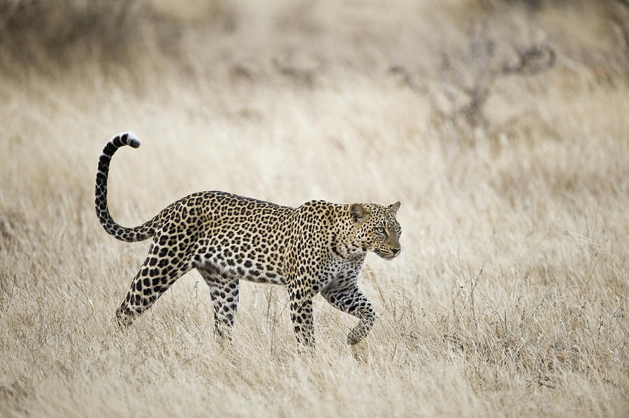 Nature Photograph - Leopard Panthera Pardus Walking #1 by Animal Images