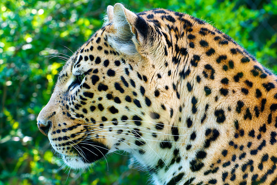 Leopard portrait Photograph by Berkehaus Photography - Fine Art America