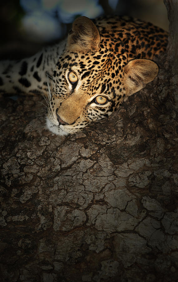 Wildlife Photograph - Leopard Portrait #2 by Johan Swanepoel