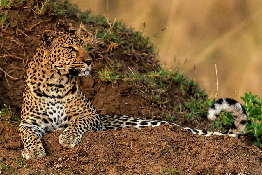 Leopard Scanning The Area #1 Photograph by Manoj Shah