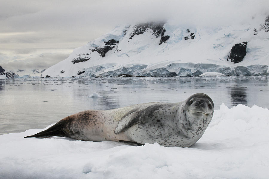 Leopard Seal On Ice Floe Paradise Bay #1 Photograph by Matthias  Breiter