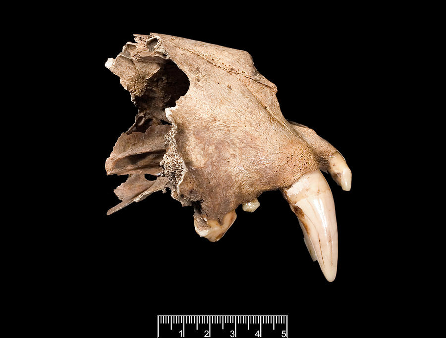 Leopard Skull #1 Photograph by Science Photo Library Leopard Skull #1 Photograph by Science Photo Library