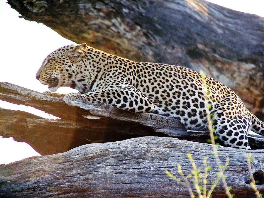 Leopard #1 Photograph by Tony Murtagh