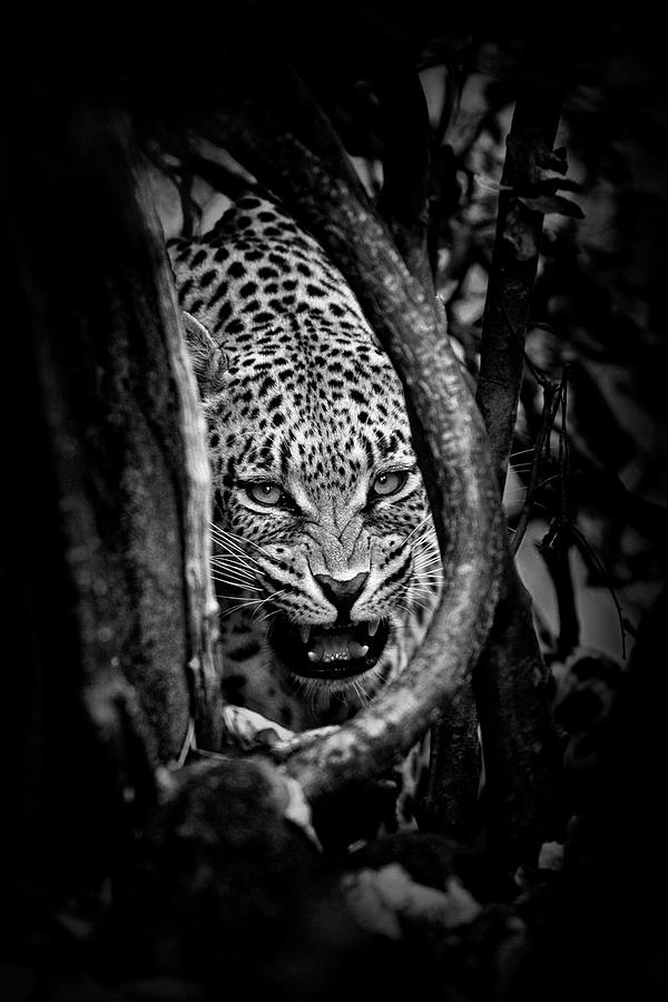 Wildlife Photograph - leopards Lair #1 by John Moulds