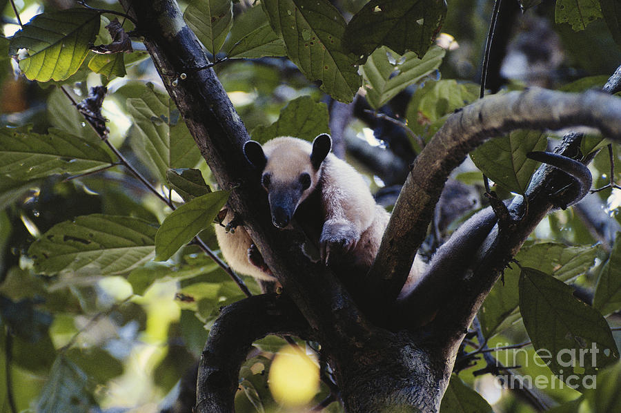 Lesser Anteater #1 Photograph by Gregory G. Dimijian, M.D.