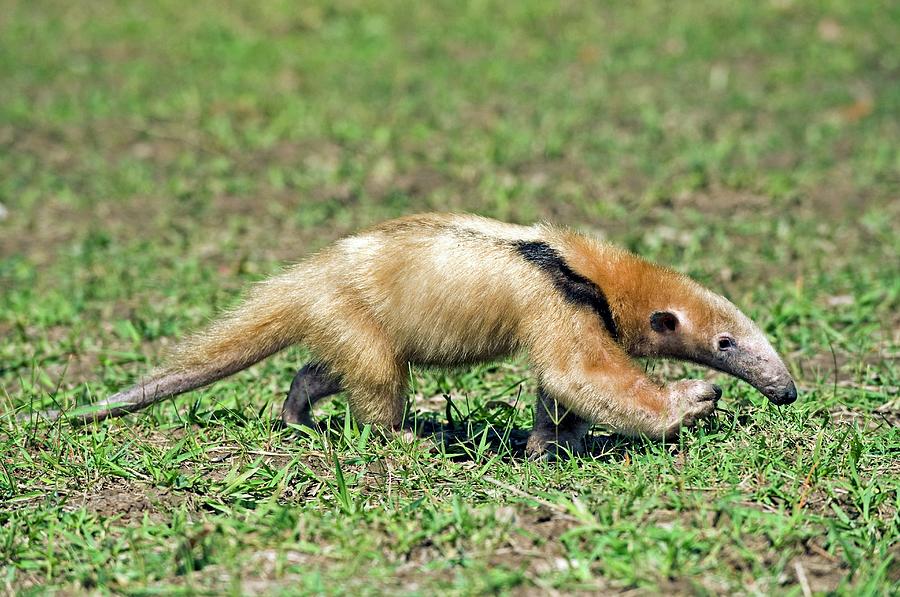 Lesser Anteater #1 Photograph by Tony Camacho/science Photo Library