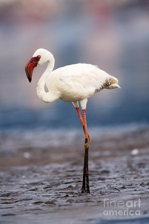 Flamingo Photograph - Lesser Flamingo #1 by Art Wolfe