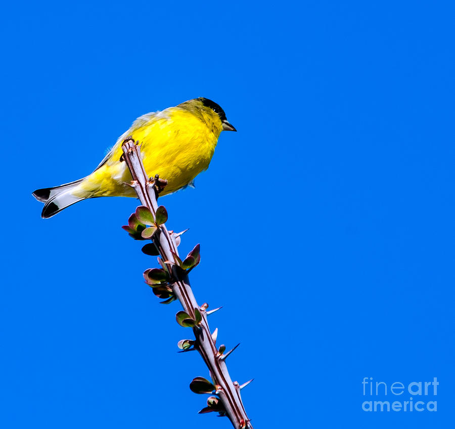 Lesser Goldfinch #1 Photograph by Robert Bales
