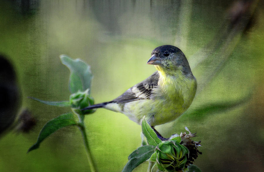 Lesser Goldfinch  #3 Photograph by Saija Lehtonen