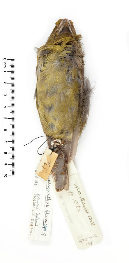 Lesser Koa-finch #1 Photograph by Natural History Museum, London/science Photo Library