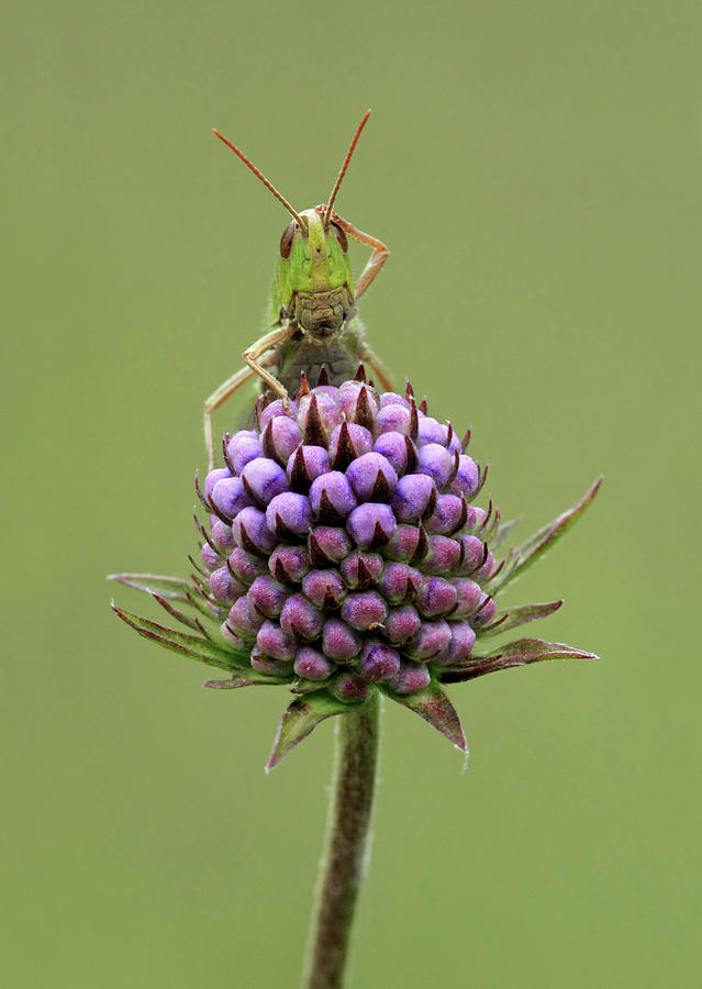 Lesser Marsh Grasshopper Photograph by Matthew Cole