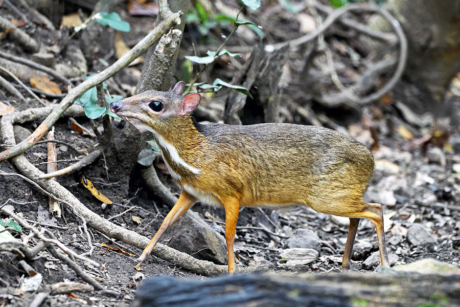 lesser mouse deer