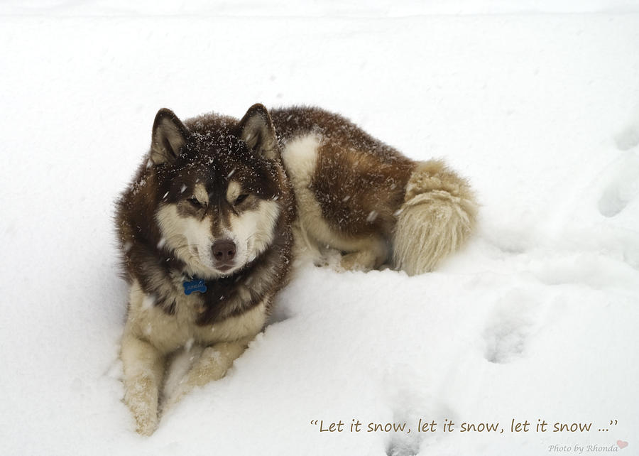 Let It Snow  #1 Photograph by Rhonda McDougall