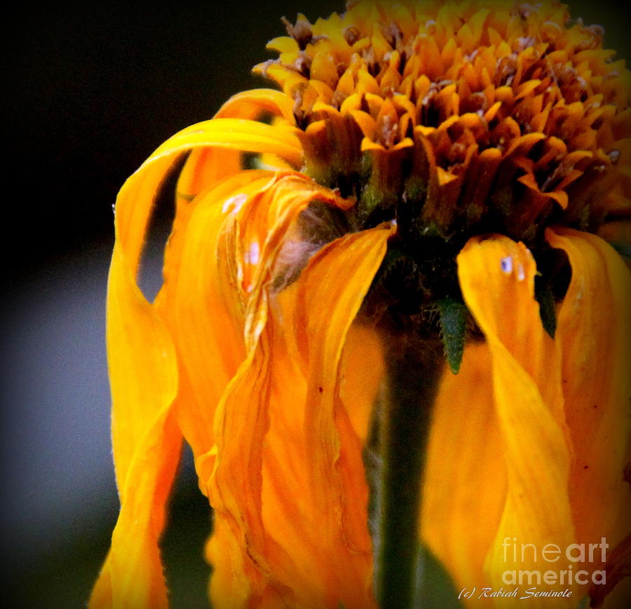 Flower Photograph - Letting Go #1 by Rabiah Seminole