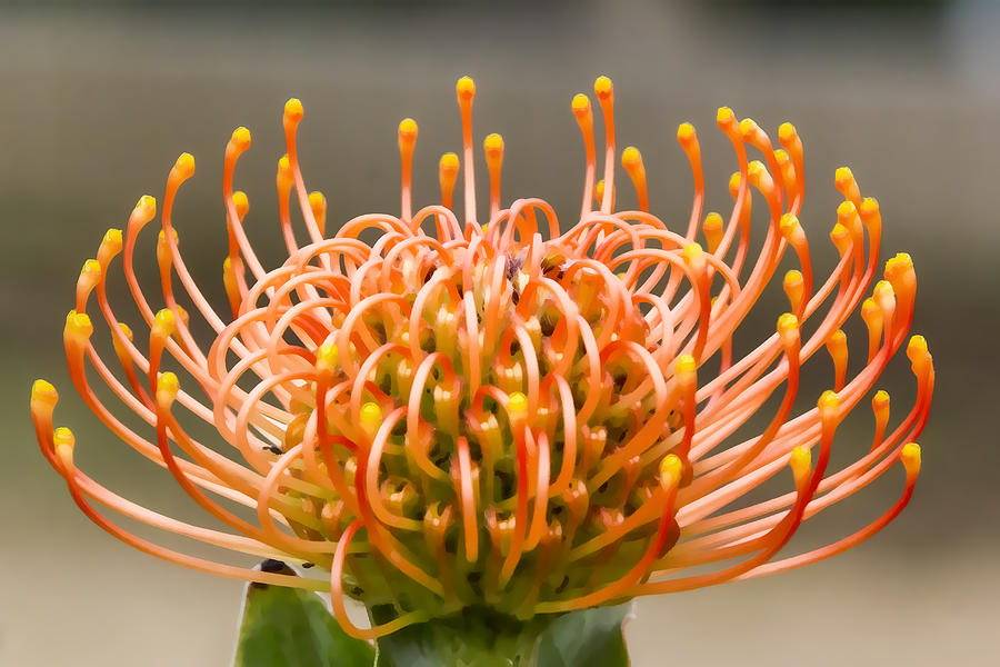 Leucospermum Digital Art by Photographic Art by Russel Ray Photos