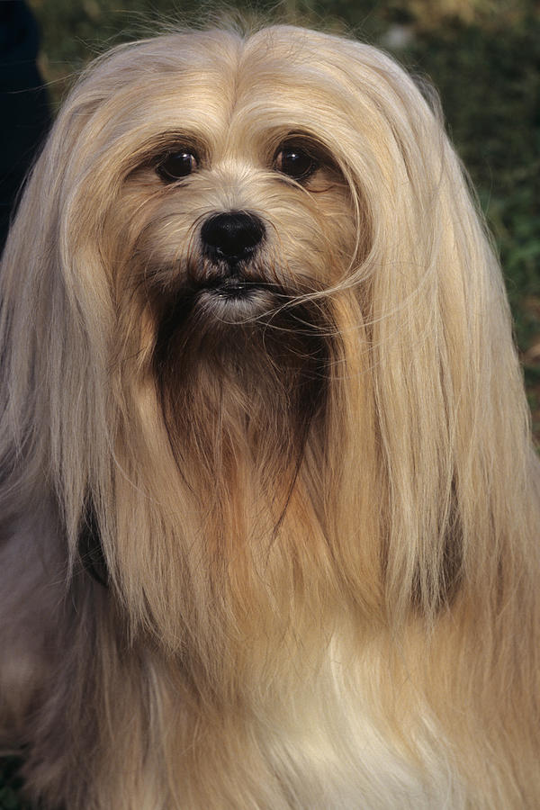 Lhasa Apso #1 Photograph by Jeanne White