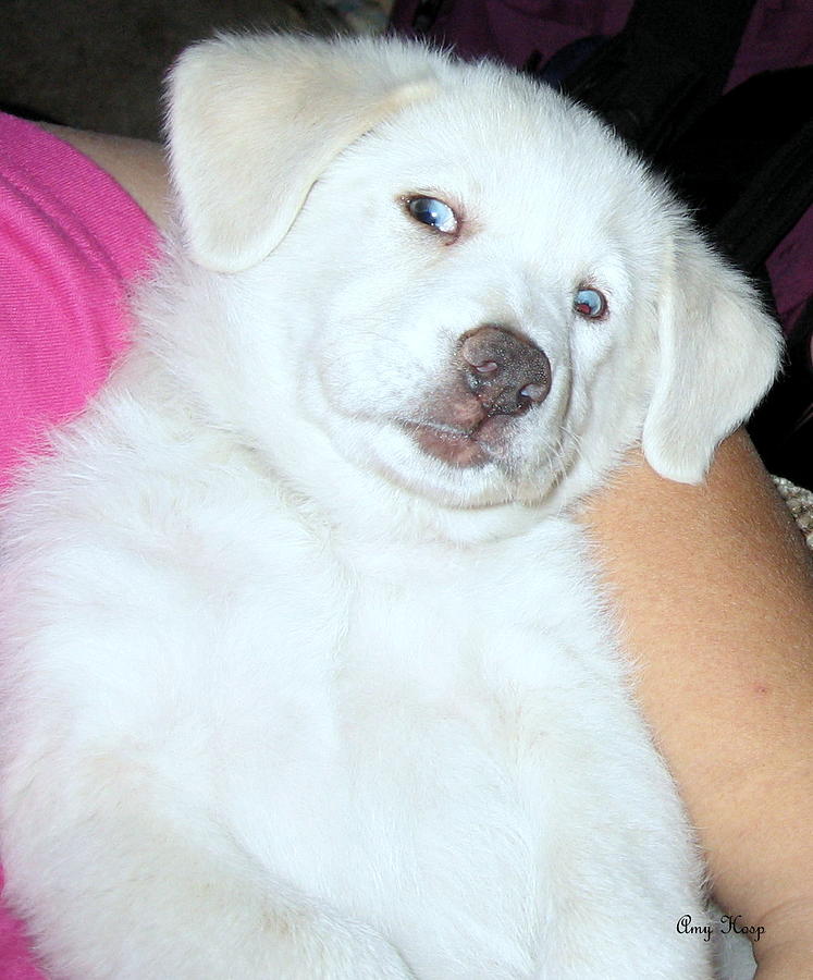 Labrador Retriever Photograph - Liberty the Puppy Dog #1 by Amy Hosp