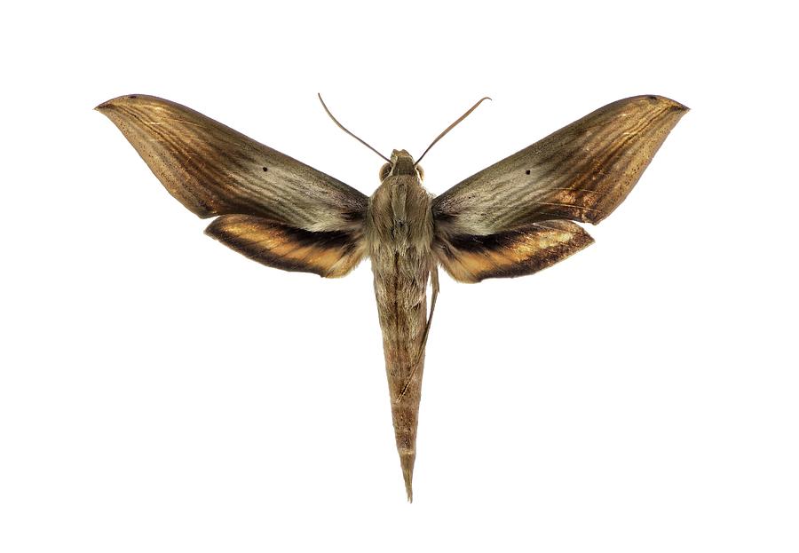 Libya Sphinx Moth #1 Photograph by F. Martinez Clavel
