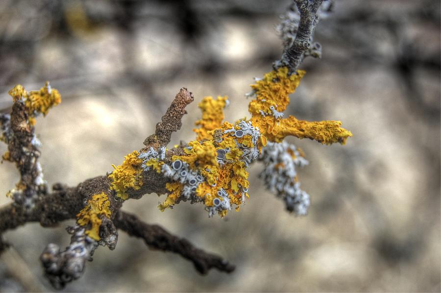 Nature Photograph - Lichen #1 by Gabriele Zucchella