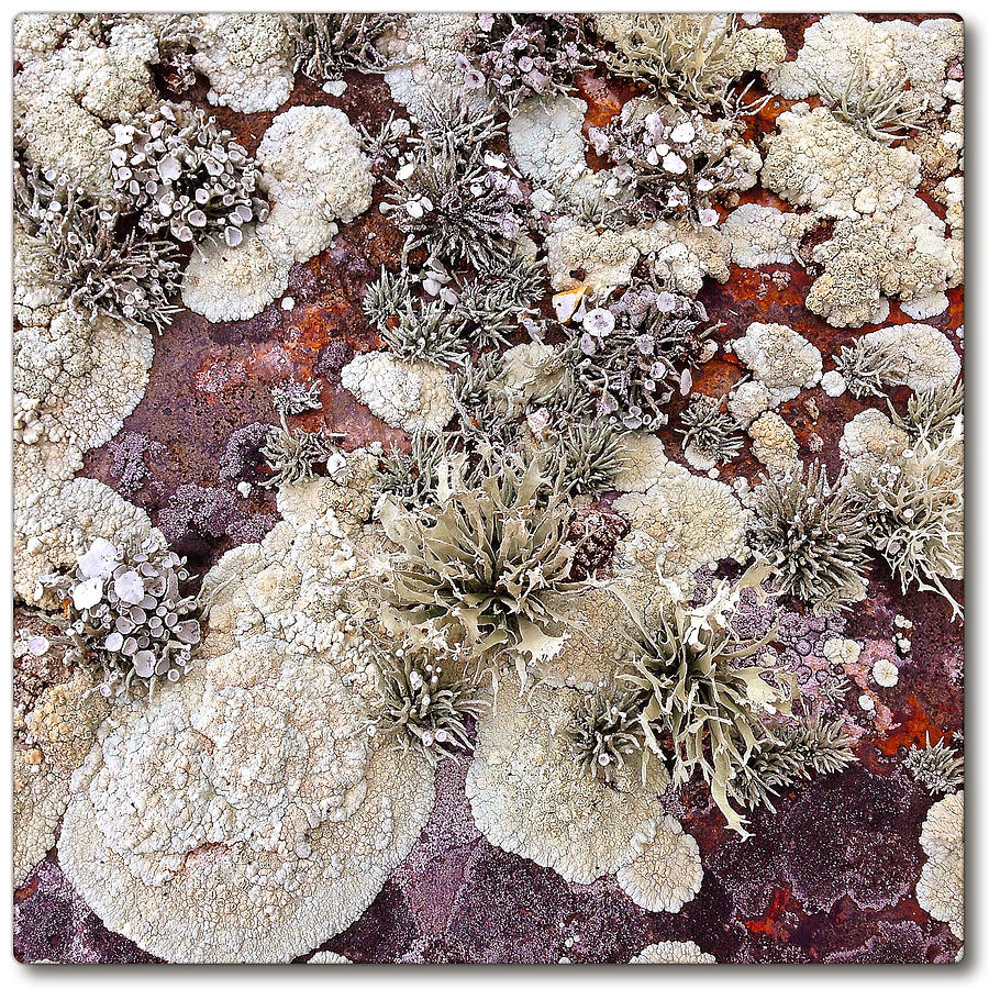 Architecture Photograph - Lichen #1 by Gregg Jabs